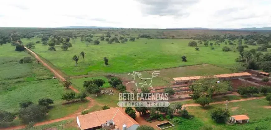 Venda de Fazenda de 176.000 hectares Gigante do Agronegócio | Aroazes/PI