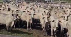 Fazenda à Venda 9.500 Has Grande Potencial Produtivo | Alenquer/ PA