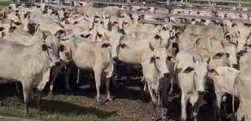 Fazenda à Venda 9.500 Has Grande Potencial Produtivo | Alenquer/ PA