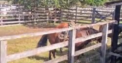 Fazenda à Venda 9.500 Has Grande Potencial Produtivo | Alenquer/ PA