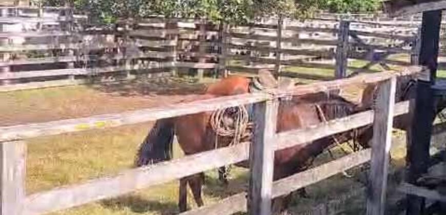 Fazenda à Venda 9.500 Has Grande Potencial Produtivo | Alenquer/ PA