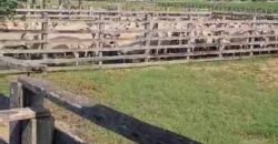 Fazenda à Venda 9.500 Has Grande Potencial Produtivo | Alenquer/ PA