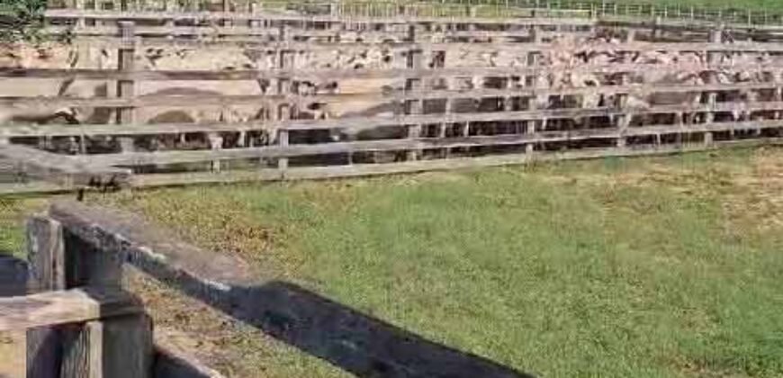 Fazenda à Venda 9.500 Has Grande Potencial Produtivo | Alenquer/ PA