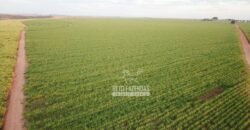 Fazenda à Venda 197 Alqueires com Lavoura de Cana | Itápolis/ SP