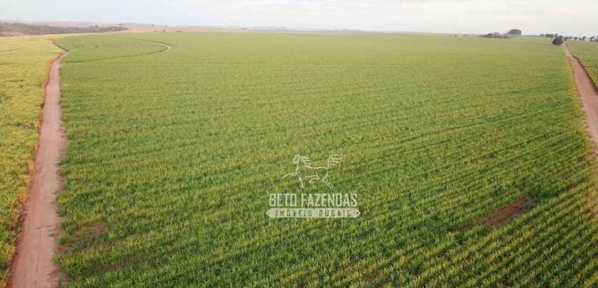 Fazenda à Venda 197 Alqueires com Lavoura de Cana | Itápolis/ SP