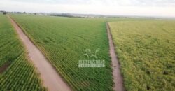 Fazenda à Venda 197 Alqueires com Lavoura de Cana | Itápolis/ SP