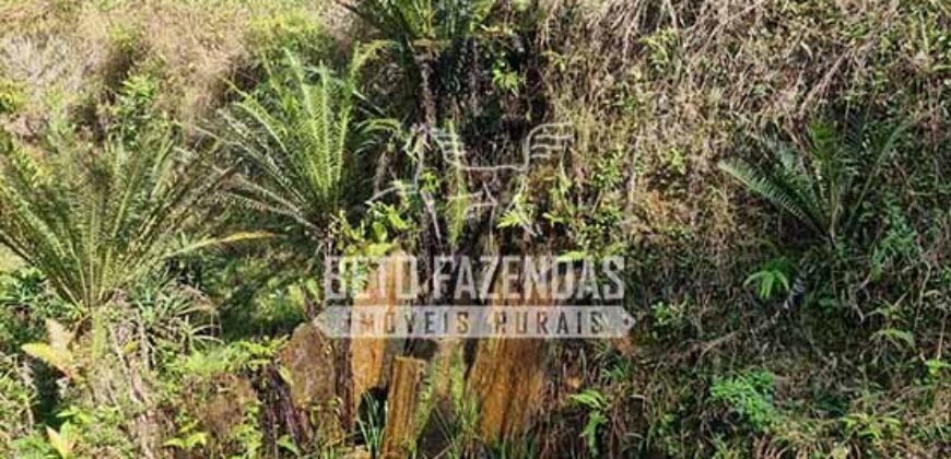 Fazenda Produtiva à Venda 566 Hectares Eucalipto e Cachoeiras | Rezende/ RJ