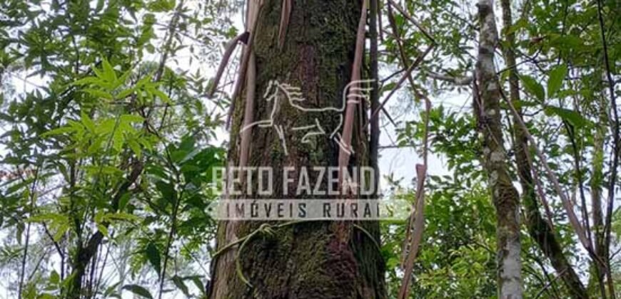 Fazenda Produtiva à Venda 566 Hectares Eucalipto e Cachoeiras | Rezende/ RJ