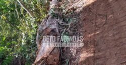 Fazenda Produtiva 456 hectares Setor Florestal Eucalipto | Santa Maria Madalena/ RJ