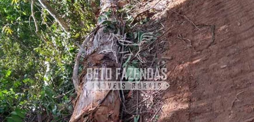 Fazenda Produtiva 456 hectares Setor Florestal Eucalipto | Santa Maria Madalena/ RJ