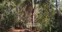 Fazenda Produtiva 456 hectares Setor Florestal Eucalipto | Santa Maria Madalena/ RJ