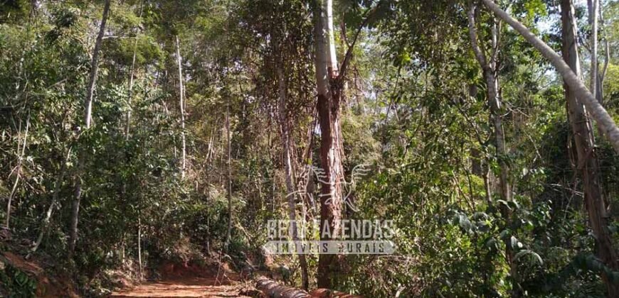 Fazenda Produtiva 456 hectares Setor Florestal Eucalipto | Santa Maria Madalena/ RJ