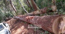 Fazenda Produtiva 456 hectares Setor Florestal Eucalipto | Santa Maria Madalena/ RJ