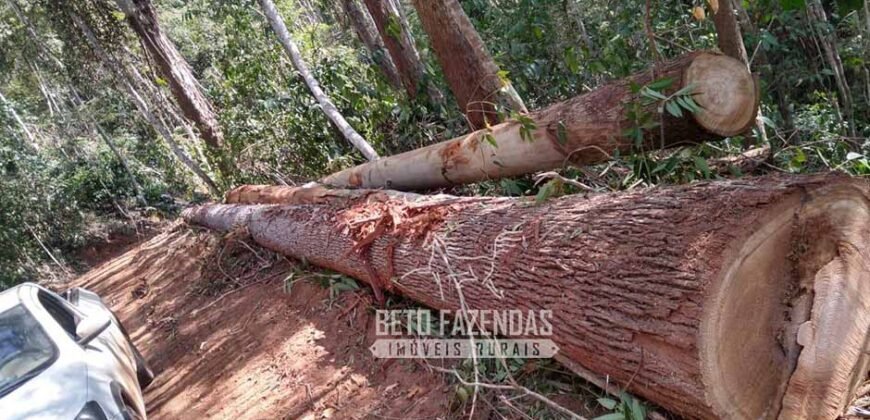 Fazenda Produtiva 456 hectares Setor Florestal Eucalipto | Santa Maria Madalena/ RJ