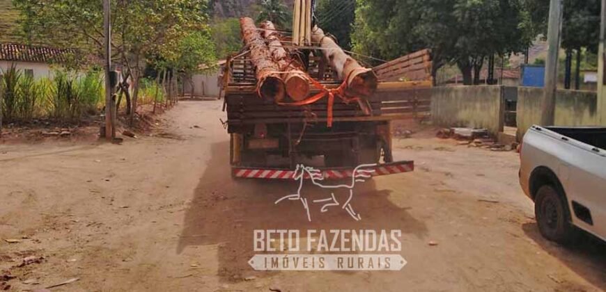 Fazenda Produtiva 456 hectares Setor Florestal Eucalipto | Santa Maria Madalena/ RJ