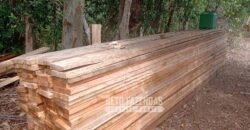 Fazenda Produtiva 456 hectares Setor Florestal Eucalipto | Santa Maria Madalena/ RJ