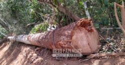 Fazenda Produtiva 456 hectares Setor Florestal Eucalipto | Santa Maria Madalena/ RJ