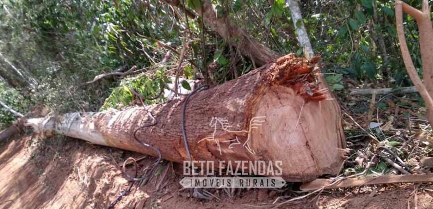 Fazenda Produtiva 456 hectares Setor Florestal Eucalipto | Santa Maria Madalena/ RJ