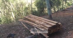 Fazenda Produtiva 456 hectares Setor Florestal Eucalipto | Santa Maria Madalena/ RJ