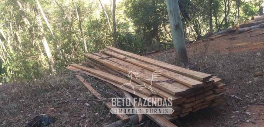 Fazenda Produtiva 456 hectares Setor Florestal Eucalipto | Santa Maria Madalena/ RJ