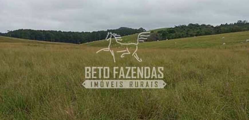 Fazenda Produtiva à Venda 319 Alqueires Pecuária | Carapebus/RJ Fazenda Produtiva à Venda 319 Alqueires Pecuária | Carapebus/RJ