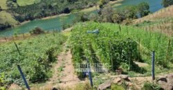 Sítio à venda 7 Alq. Fluminense Um Paraíso Rural Ótimo Investimento | Trajano de Morais/ RJ Sítio à venda 7 Alq. Fluminense Um Paraíso Rural Ótimo Investimento | Trajano de Morais/ RJ