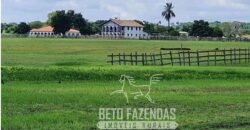 Fazenda à Venda 9.500 Has Grande Potencial Produtivo | Alenquer/ PA