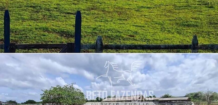 Fazenda à Venda 9.500 Has Grande Potencial Produtivo | Alenquer/ PA