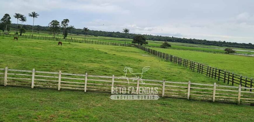 Fazenda à Venda 9.500 Has Grande Potencial Produtivo | Alenquer/ PA