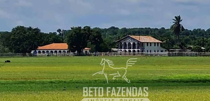 Fazenda à Venda 9.500 Has Grande Potencial Produtivo | Alenquer/ PA