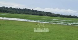 Fazenda à Venda 9.500 Has Grande Potencial Produtivo | Alenquer/ PA