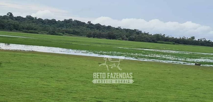 Fazenda à Venda 9.500 Has Grande Potencial Produtivo | Alenquer/ PA