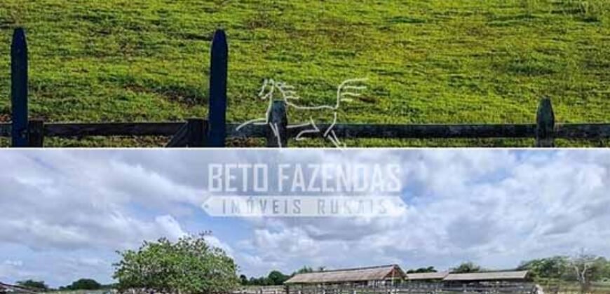 Fazenda à Venda 9.500 Has Grande Potencial Produtivo | Alenquer/ PA