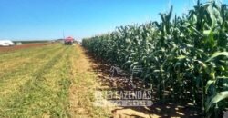 Venda de Fazenda 33.000 Has Lavoura e Pecuária Logística e Armazenamento | Porto Alegre do Norte/MT