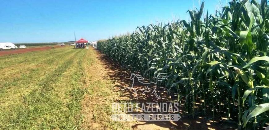 Venda de Fazenda 33.000 Has Lavoura e Pecuária Logística e Armazenamento | Porto Alegre do Norte/MT