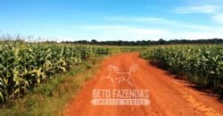 Venda de Fazenda 33.000 Has Lavoura e Pecuária Logística e Armazenamento | Porto Alegre do Norte/MT