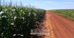 Venda de Fazenda 33.000 Has Lavoura e Pecuária Logística e Armazenamento | Porto Alegre do Norte/MT