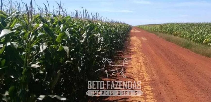 Venda de Fazenda 33.000 Has Lavoura e Pecuária Logística e Armazenamento | Porto Alegre do Norte/MT