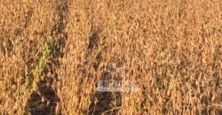 Fazenda à Venda 18.530 Hectares Infraestrutura Completa | Porto dos Gaúchos/MT