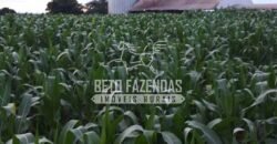 Fazenda à Venda 18.530 Hectares Infraestrutura Completa | Porto dos Gaúchos/MT