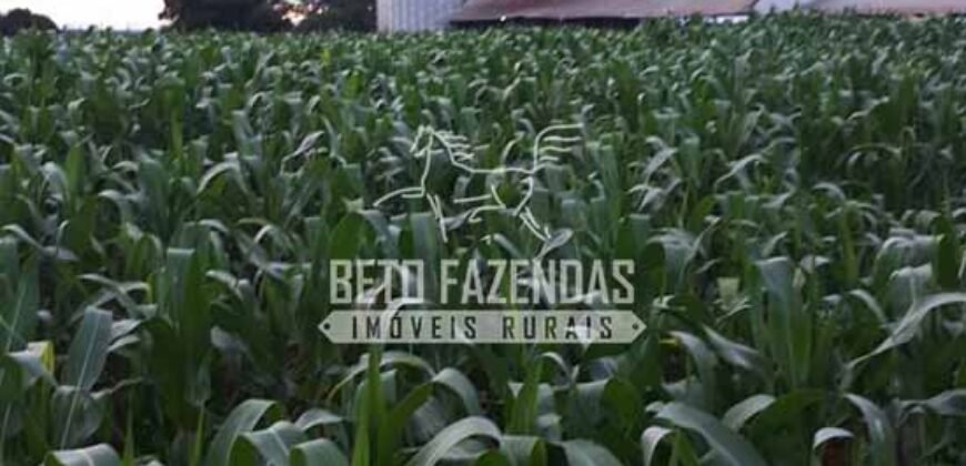 Fazenda à Venda 18.530 Hectares Infraestrutura Completa | Porto dos Gaúchos/MT