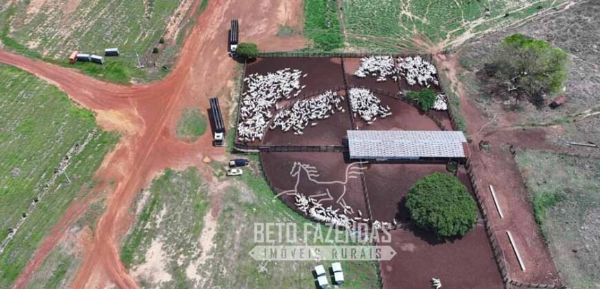 Fazenda à Venda 20.650 Hectares Infraestrutura Completa | Paranatinga/MT