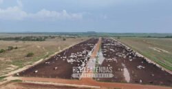 Fazenda à Venda 20.650 Hectares Infraestrutura Completa | Paranatinga/MT