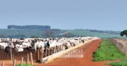 Fazenda à Venda 20.650 Hectares Infraestrutura Completa | Paranatinga/MT