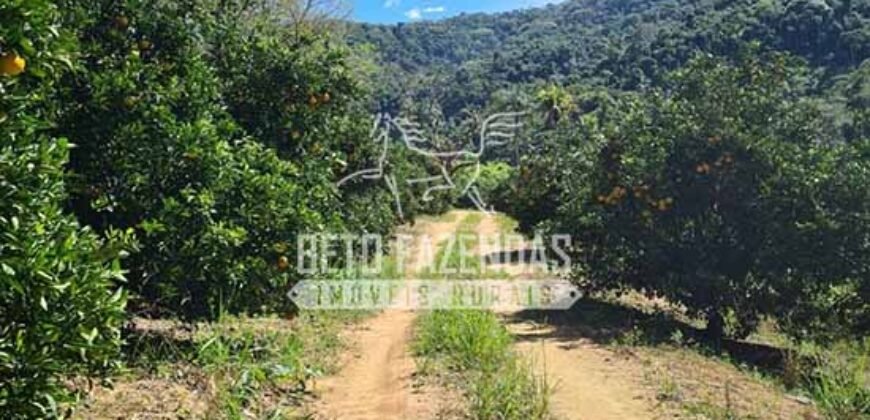 Oportunidade Única: Sítio à Venda 13 Alqueires Produtivo Ótima Localização | Silva Jardim/RJ