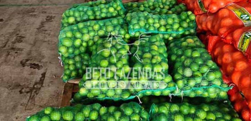 Oportunidade Única: Sítio à Venda 13 Alqueires Produtivo Ótima Localização | Silva Jardim/RJ