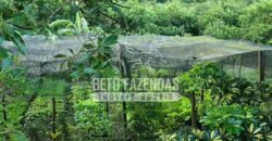 Oportunidade Única: Sítio à Venda 13 Alqueires Produtivo Ótima Localização | Silva Jardim/RJ