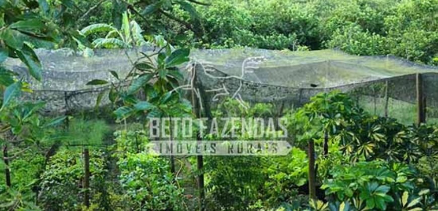 Oportunidade Única: Sítio à Venda 13 Alqueires Produtivo Ótima Localização | Silva Jardim/RJ