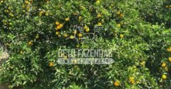 Oportunidade Única: Sítio à Venda 13 Alqueires Produtivo Ótima Localização | Silva Jardim/RJ