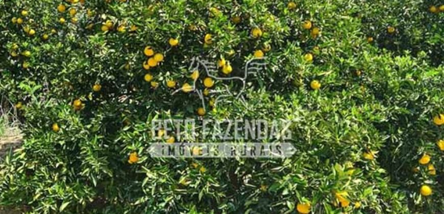 Oportunidade Única: Sítio à Venda 13 Alqueires Produtivo Ótima Localização | Silva Jardim/RJ